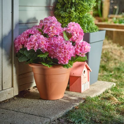 Ανθοφόρα φυτά