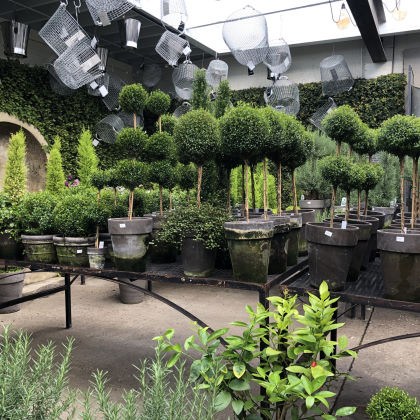 Φυτά εξωτερικού χώρου