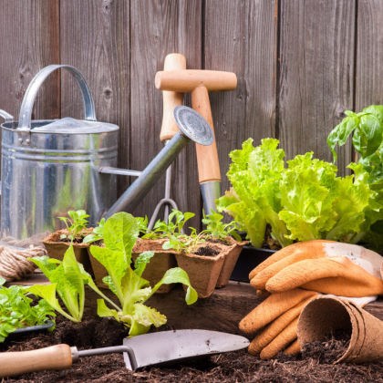 Διάφορα εργαλεία φυτά - κήπος