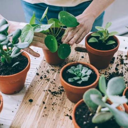 Φροντίδα φυτών