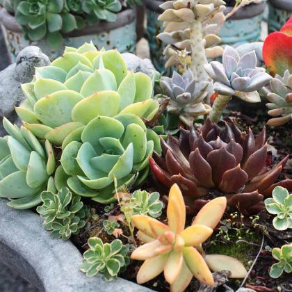 Κάκτοι - Παχύφυτα