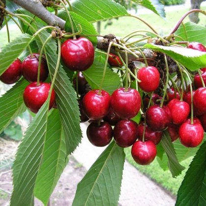 Οπωροφόρα δέντρα