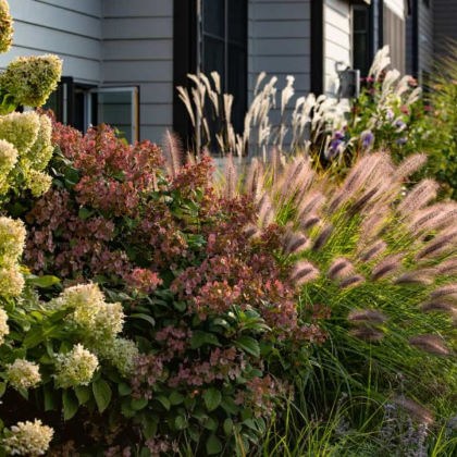 Θάμνοι καλλωπιστικοί