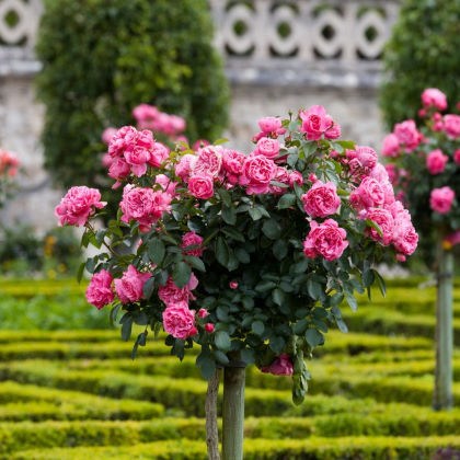 Τριανταφυλλιές