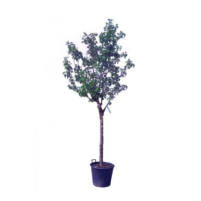 Βερικοκιά δέντρο (Prunus armeniaca)