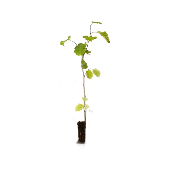 Φουντουκιά δέντρο Corylus avellana