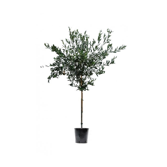 Ελιά Δένδρο (Olea europaea) 6kg, 4-6εκ