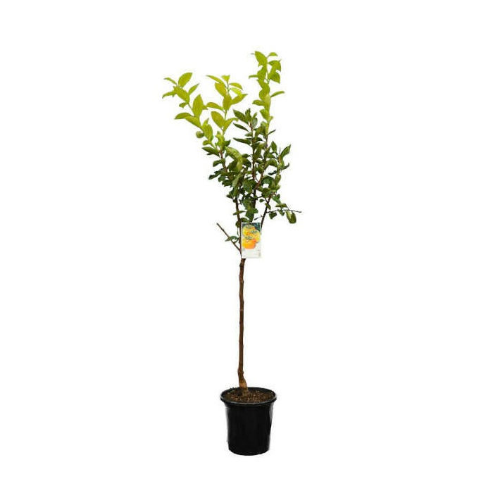 Λωτός Δέντρο (Diospyros kaki)