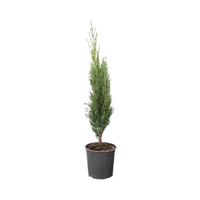 Κυπαρίσσι Ορθόκλαδο, Cupressus sempervirens pyramidalis 5lt 100-125εκ 