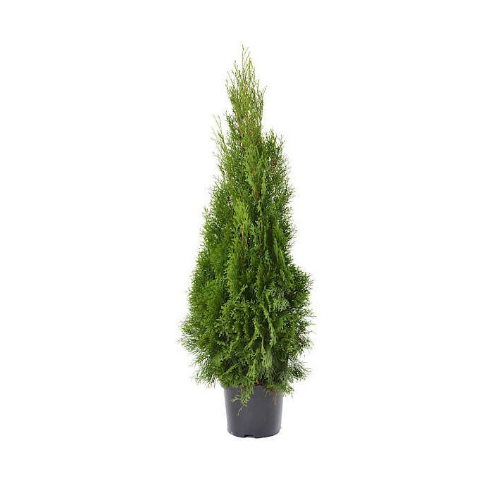 Τούγια Έμεραλντ, Thuja occidentalis Smaragd, 3lt 80-100εκ