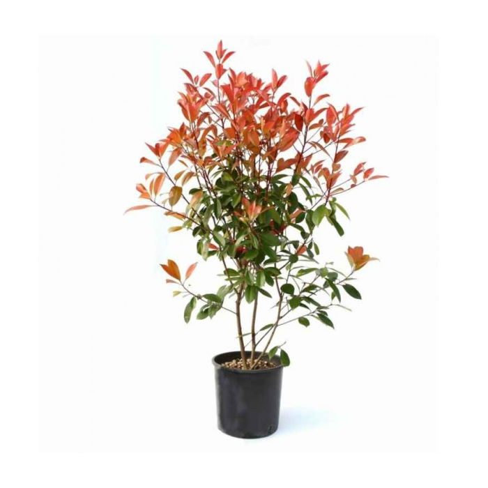 Φωτίνια, Photinia x fraseri, Red Robin