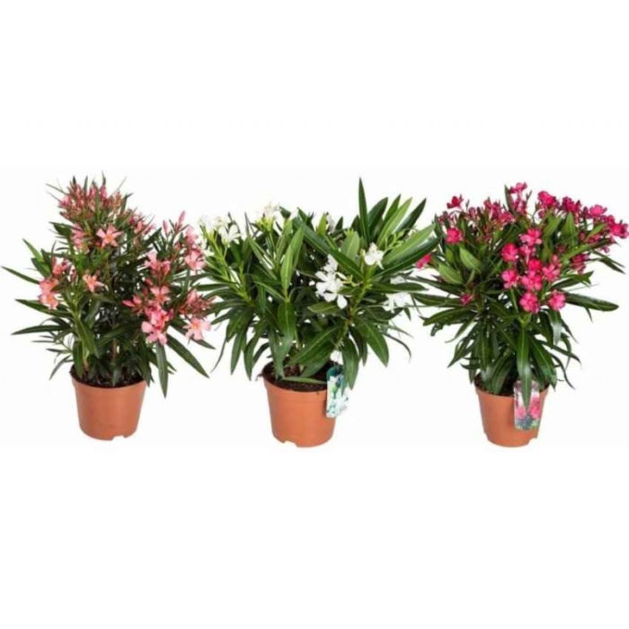 Πικροδάφνη Nerium oleander, Λευκό χρώμα