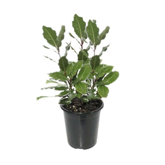 Δάφνη Απόλλωνος, Laurus nobilis