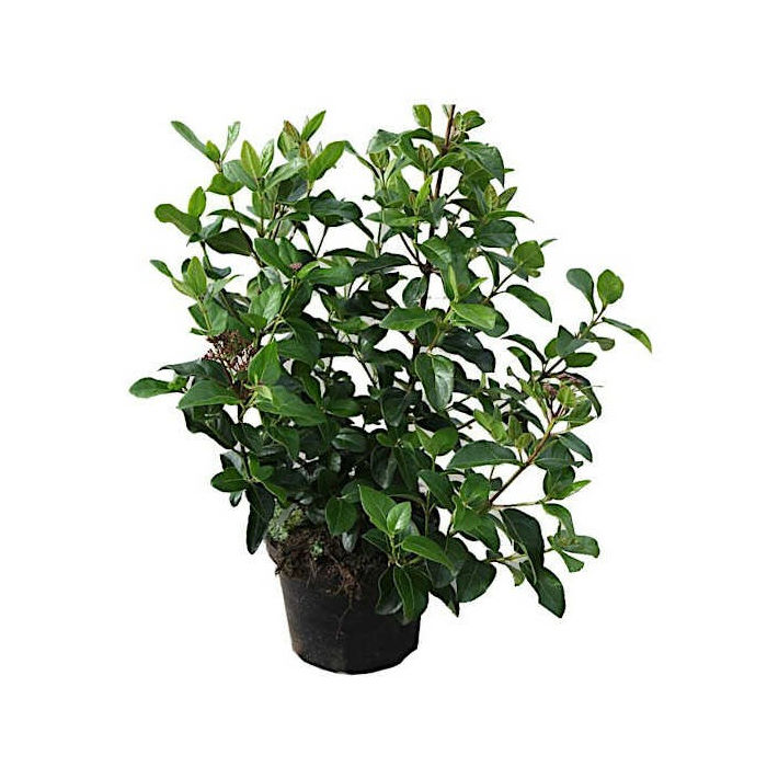 Βιβούρνο κοινό, Viburnum tinus, Ψευδοδάφνη