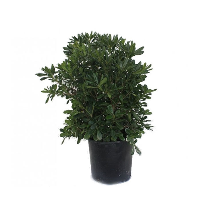 Αγγελική Κοινή Πιττόσπορο, Pittosporum tobira