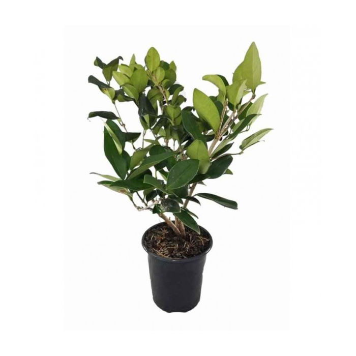 Λιγούστρο Κοινό, Ligustrum Japonicum, 1lt 30-40εκ