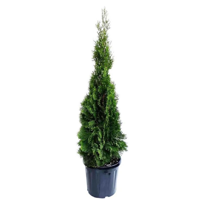 Τούγια Πυραμίδα, Thuja Pyramidalis, 3lt 60-80εκ