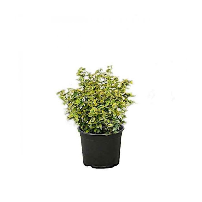 Ευώνυμο Ημιέρπον Δίχρωμο Emerald'n Gold, 3lt 40-60εκ