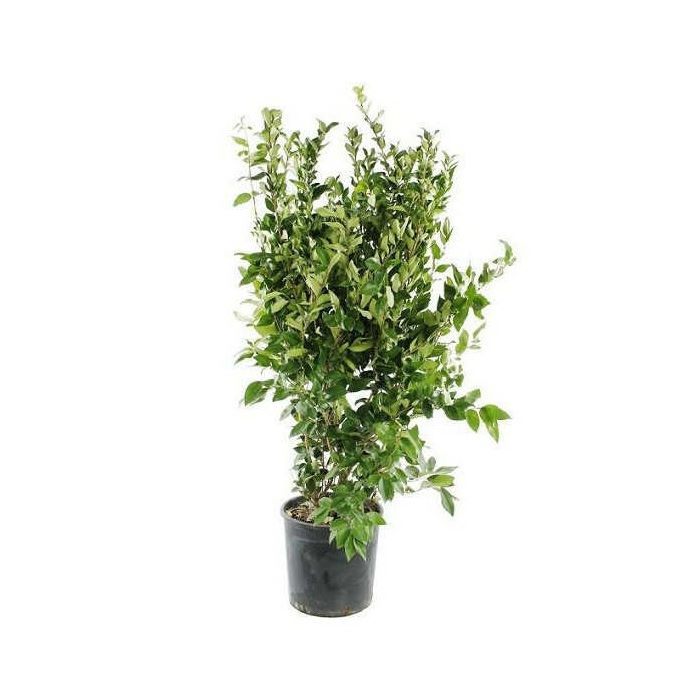 Λιγούστρο Τεξάνουμ, Ligustrum japonicum, Texanum