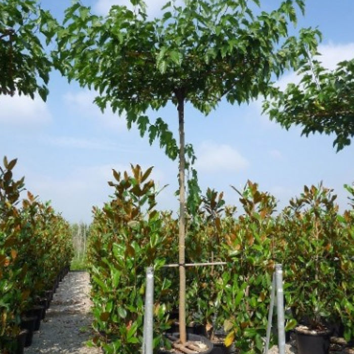 Μουριά Πλατανόφυλλη Δέντρο, Morus platanifolia, 9lt 175-200εκ