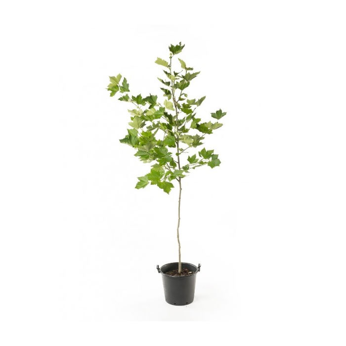 Πλατάνι Καναδά Δέντρο, Platanus x acerifolia, 9lt 175-200εκ