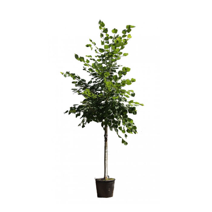 Φλαμούρι Δέντρο - Φιλουριά, Tilia tomentosa, 9lt 175-200εκ