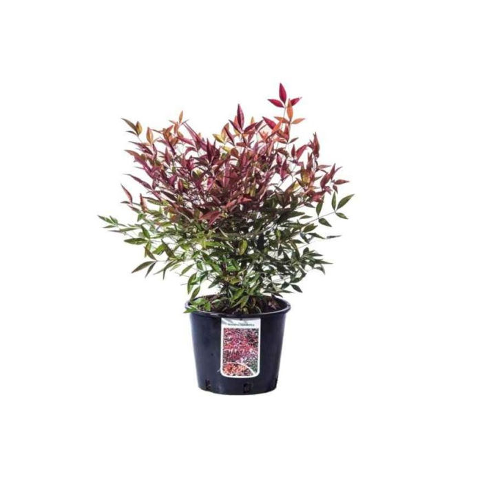 Ναντίνα, Nadina domestica