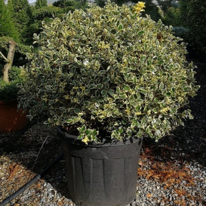 Ιλεξ Ού Πανασέ Πράσινο