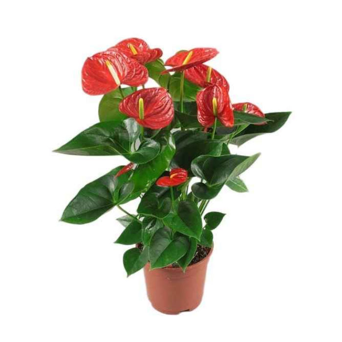 Ανθούριο (Anthurium andraeanum) Φ17 60-70εκ