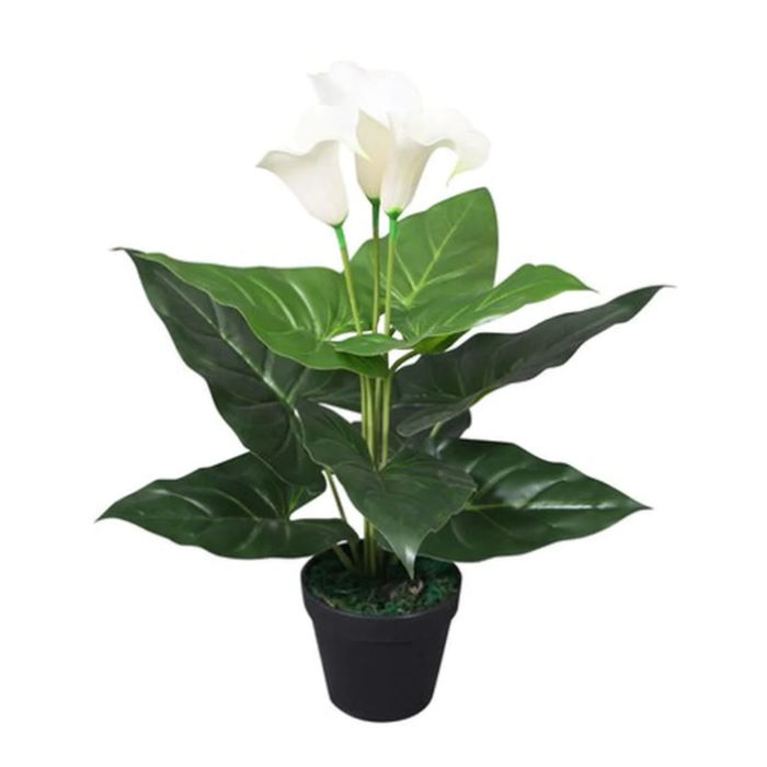 Σπαθίφυλλο (Spathiphyllum wallisii) Φ17 40-60εκ