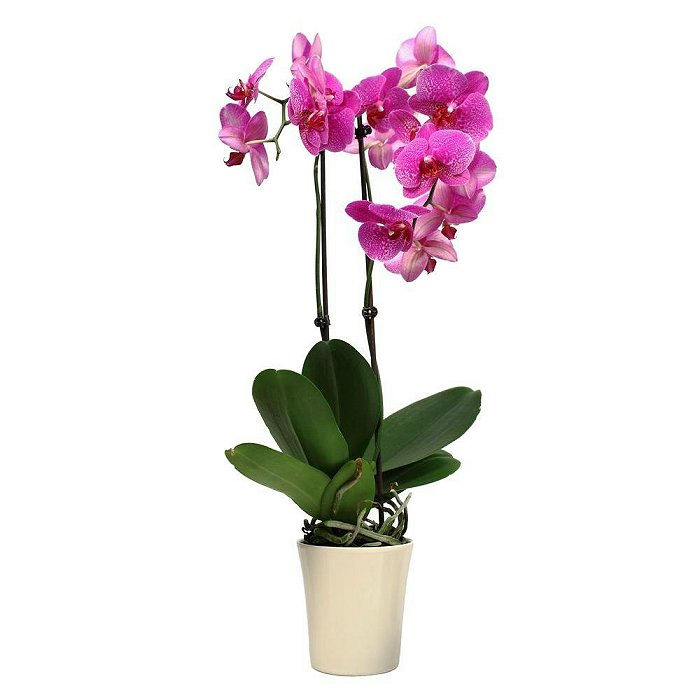 Ορχιδέα Phalaenopsis Mix με κασπώ Φ12 70εκ