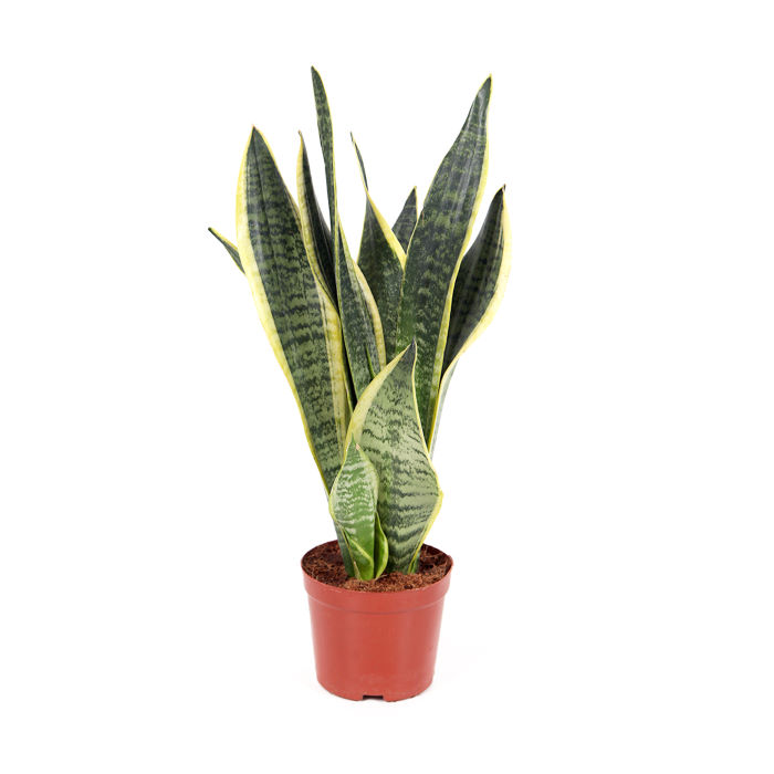 Σανσεβιέρια, sansevieria trifasciata Φ12 30-35εκ