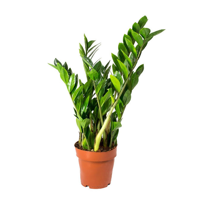 Ζάμια, Zamioculcas zamiifolia Φ12 30-40εκ