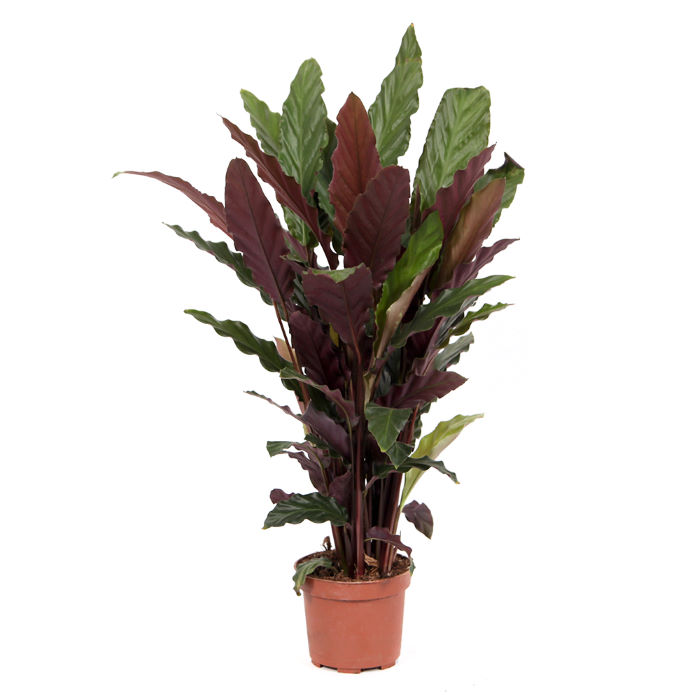 Καλαθέα – Calathea rufibarba Tropistar, Φ17 70-80εκ