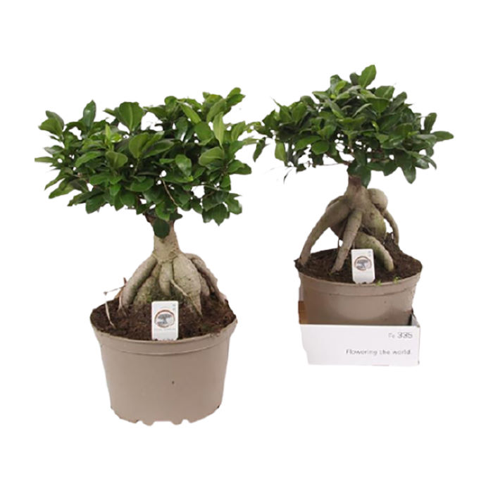 Φίκος - Ficus microcarpa Ginseng bonsai