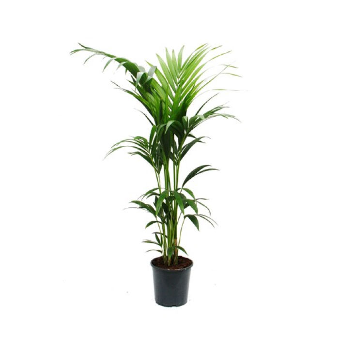 Κέντια Howea Forsteriana Φ17 140εκ