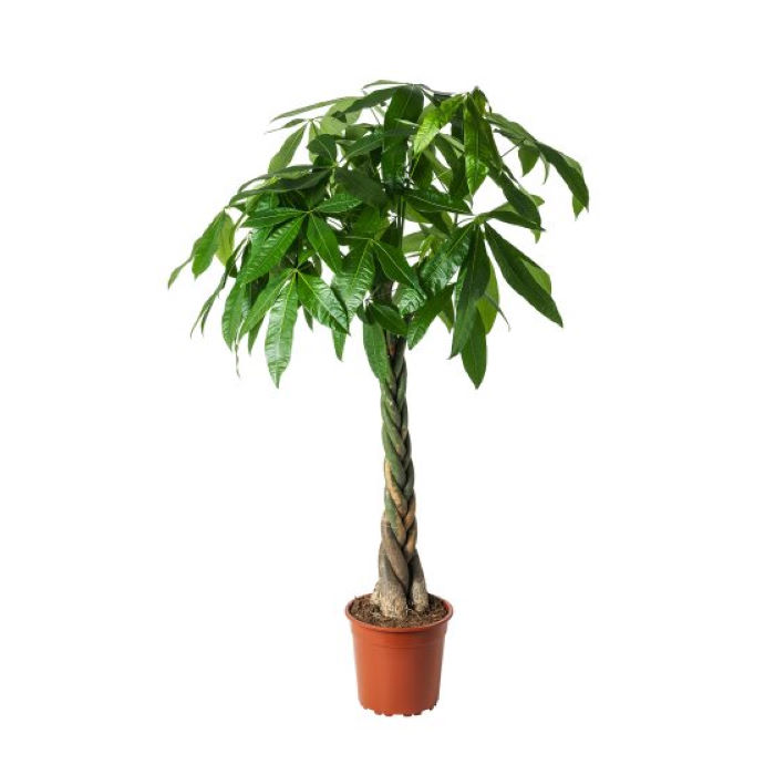 Παχύρα Pachira Φ17 100εκ