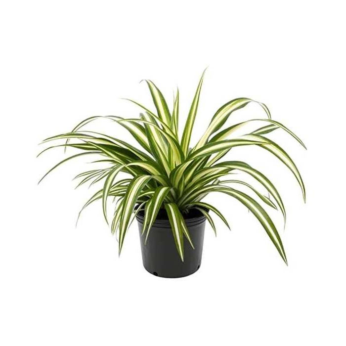 Χλωρόφυτο Πανασέ (Chlorophytum comosum ‘Variegatum’ Φ14 30εκ