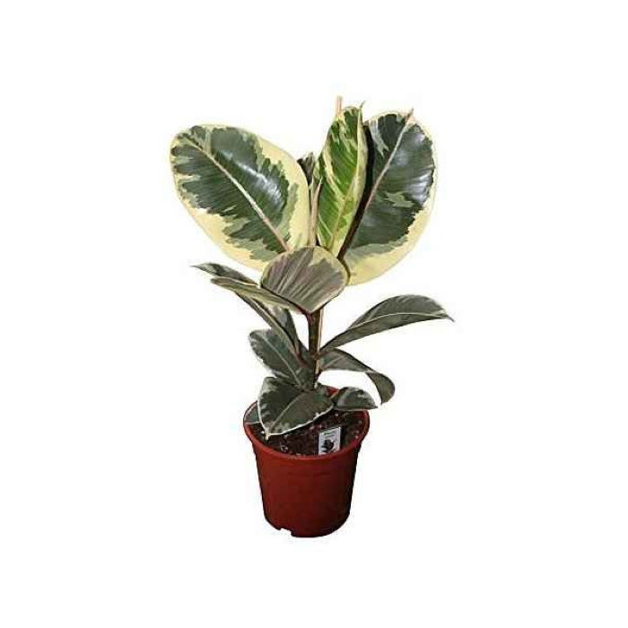 Φίκος Ελάστικα Πανασέ Ficus elastica Variegata Φ15 40-60εκ 