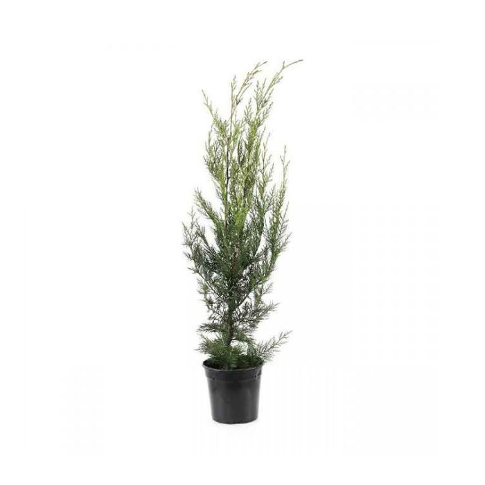 Κυπαρίσσι Λέυλαντι, Cupressus leylandii 4lt 80-100εκ