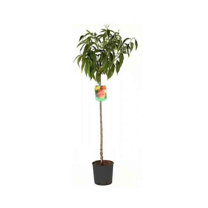 Ροδακινιά δέντρο (Prunus persica) Ρετ Χαβεν