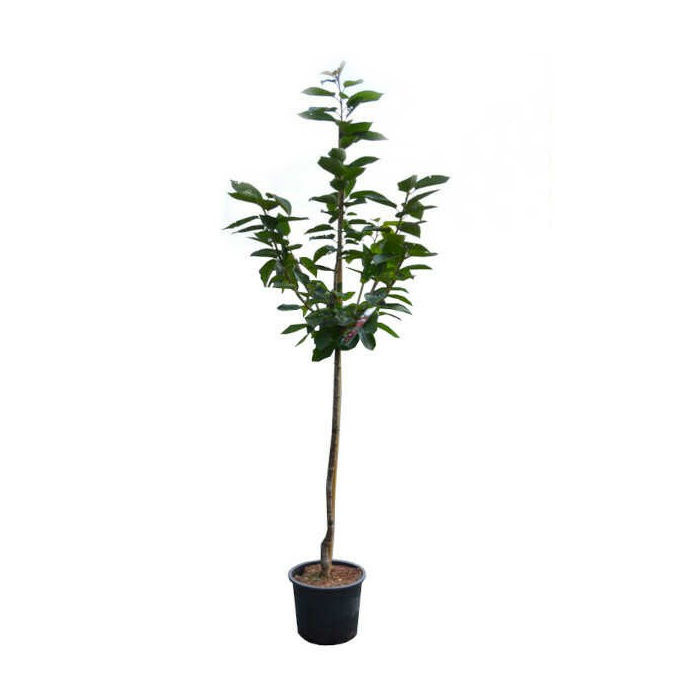 Κερασιά δέντρο (Prunus avium L.) Γαλανα(πετροκέρασο)