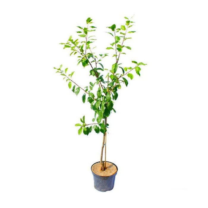 Δαμασκηνιά δέντρο (Prunus domestica) Μπλακάουτ νταιαμοντ