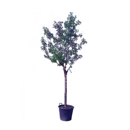 Βερικοκιά δέντρο (Prunus armeniaca) Διαμαντοπουλου