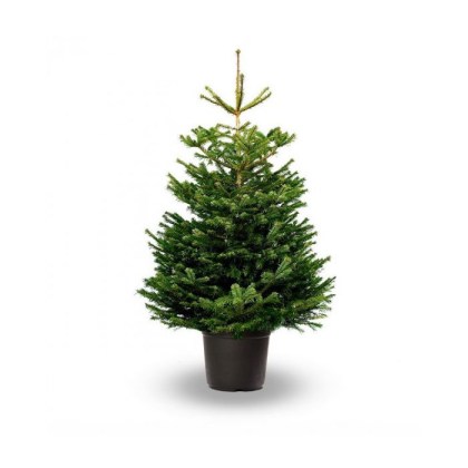 Έλατο Νορμανδίας, Abies nordmanniana