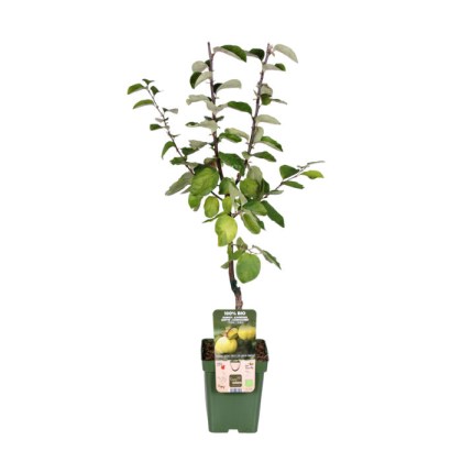 Κυδωνιά δέντρο Χρυσόμηλο, Cydonia oblonga