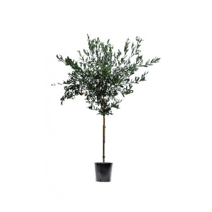 Ελιά Δένδρο (Olea europaea) 6kg, 4-6εκ
