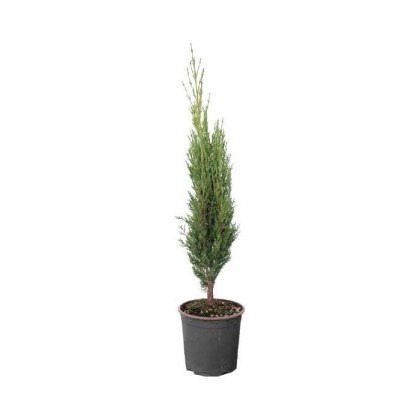 Κυπαρίσσι Ορθόκλαδο, Cupressus sempervirens pyramidalis 5lt 100-125εκ 