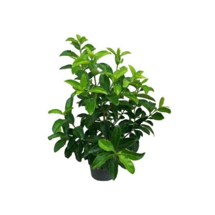 Βιβούρνο Λούσιντουμ, Viburnum tinus Lucidum, 4lt 40-60εκ