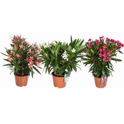 Πικροδάφνη Nerium oleander, Λευκό χρώμα